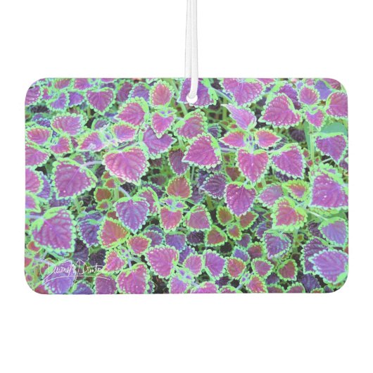 Trailing Burgundy Coleus Autolufterfrischer (Vorderseite)