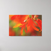 Trailing Orange Begonia Leinwanddruck (Vorderseite)