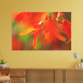 Trailing Orange Begonia Leinwanddruck (Insitu (Wohnzimmer))