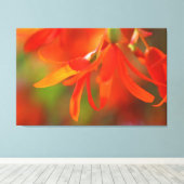 Trailing Orange Begonia Leinwanddruck (Insitu (Holzboden))