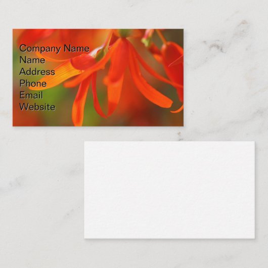 Trailing Orange Begonia Visitenkarte (Vorne/Hinten)