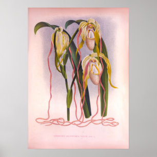 Trailing Orchiale Vintage Cypripedium Selenipedium Poster