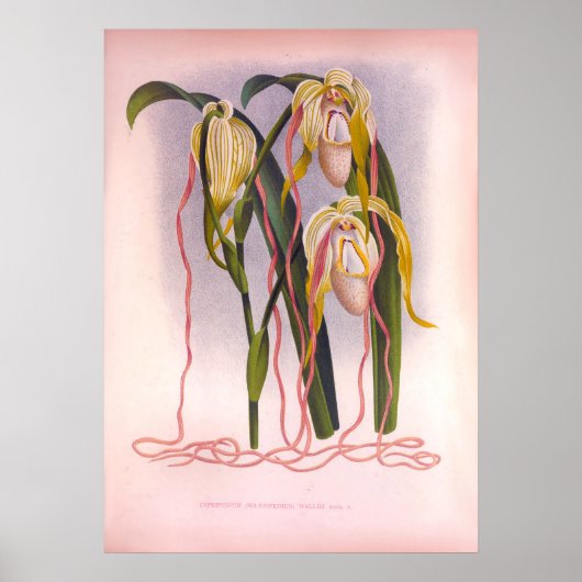 Trailing Orchiale Vintage Cypripedium Selenipedium Poster (Vorne)