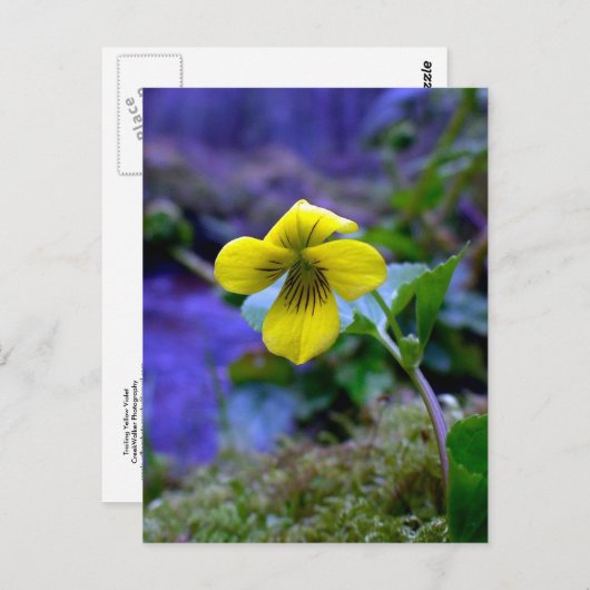 Trailing Yellow Violet 01 Postkarte (Vorne/Hinten)