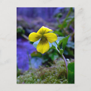 Trailing Yellow Violet 01 Postkarte