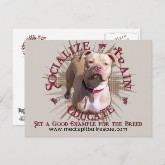 Train Educate Pitbull Postkarte (Vorne/Hinten)