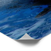 Trainer auf dem Foto von Killer Wal Orca Poster (Ecke)