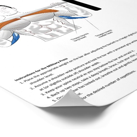 Trainingsübungen - Diagramm der Muskelanatomie Poster (Ecke)