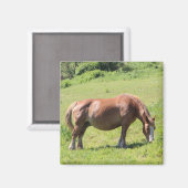 Trait Breton Pferd in der Bretagne Magnet (Vorderseite/Rückseite)