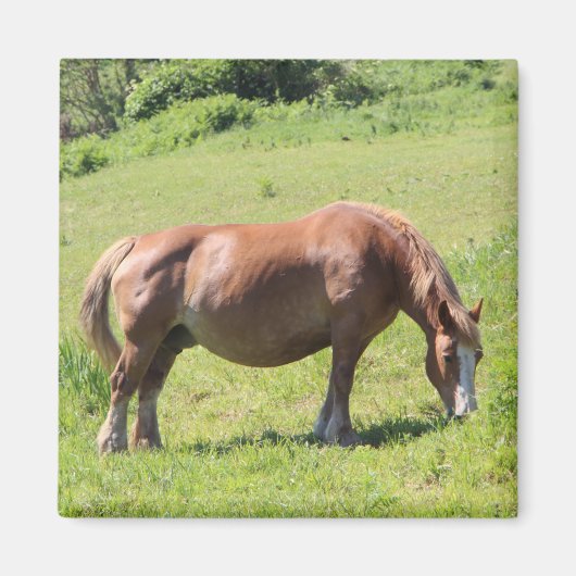 Trait Breton Pferd in der Bretagne Magnet (Vorne)