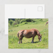 Trait Breton Pferd Postkarte (Vorne/Hinten)