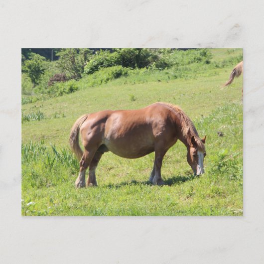 Trait Breton Pferd Postkarte (Vorderseite)