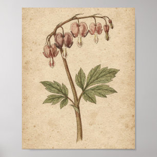 Tränenherz Botanische Blumenkunst Poster