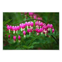 Tränenherzblumen Fotodruck