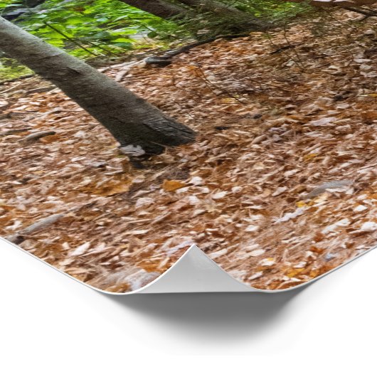 Tranquil Forest Bench in Autumn Poster (Ecke)