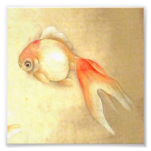 Tranquil Japanischer Goldfish Fotodruck (Vorne)