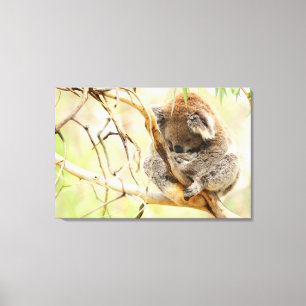 TRANQUIL KOALA 24x36 Leinwanddruck