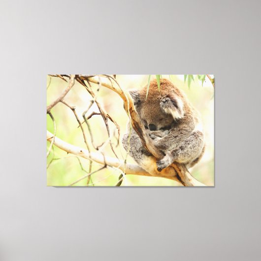 TRANQUIL KOALA 32x48 Leinwanddruck (Vorderseite)
