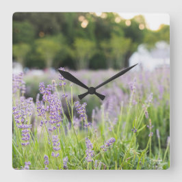 Tranquil Lavender Field Quadratische Wanduhr