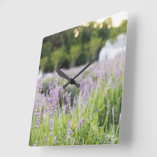 Tranquil Lavender Field Quadratische Wanduhr (Winkel)