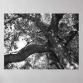 Tranquility Poster (Vorne)