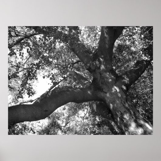 Tranquility Poster (Vorne)