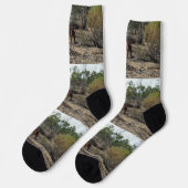 Tranquisiter Moment: Australisches Kangaroo in Bil Socken (Linkes Detail)