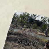 Tranquisiter Moment: Australisches Kangaroo in Bil Strandtuch (Beispiel)