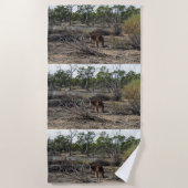 Tranquisiter Moment: Australisches Kangaroo in Bil Strandtuch (Vorderseite)