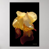 Translucent Iris Poster (Vorne)