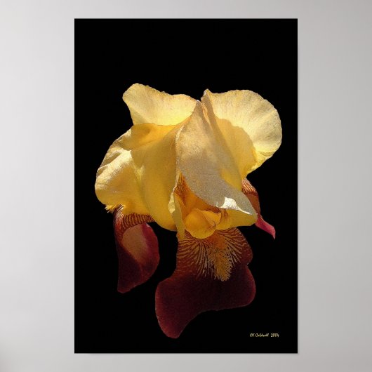 Translucent Iris Poster (Vorne)