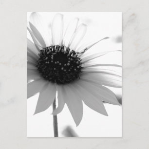 Transparente BW-Blume Postkarte