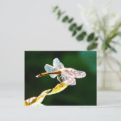 Transparente Libelle Postkarte (Stehend Vorderseite)