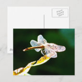 Transparente Libelle Postkarte (Vorne/Hinten)