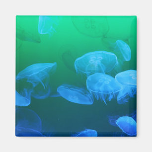 Transparente Quallen Magnet