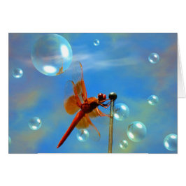 Transparente rote Libelle