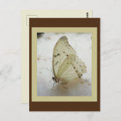 Transparente Schmetterlingspostkarte Postkarte (Vorne/Hinten)