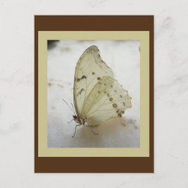 Transparente Schmetterlingspostkarte Postkarte
