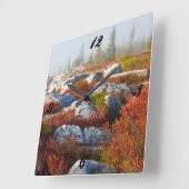 Transportwagen-Grasscholle-Wildnis-Fall Quadratische Wanduhr (Winkel)