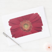 Transvaal daisy rechteckiger aufkleber (Umschlag)