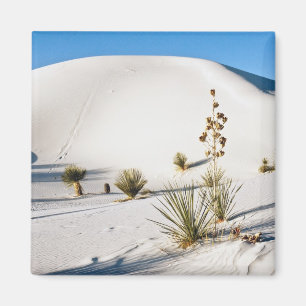 Transverse Dünen und Soaptree Yucca Magnet