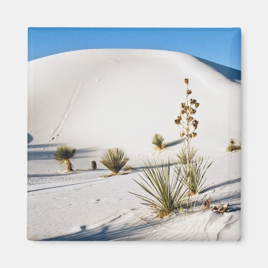 Transverse Dünen und Soaptree Yucca Magnet (Vorne)