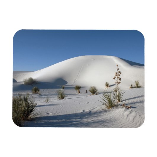 Transverse Dunen und Soaptree Yucca Magnet (Horizontal)