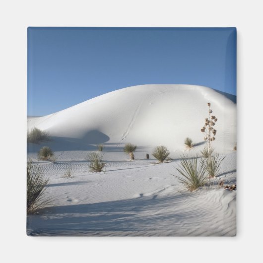 Transverse Dunen und Soaptree Yucca Magnet (Vorne)