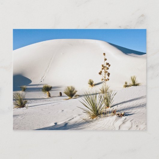 Transverse Dünen und Soaptree Yucca Postkarte (Vorderseite)