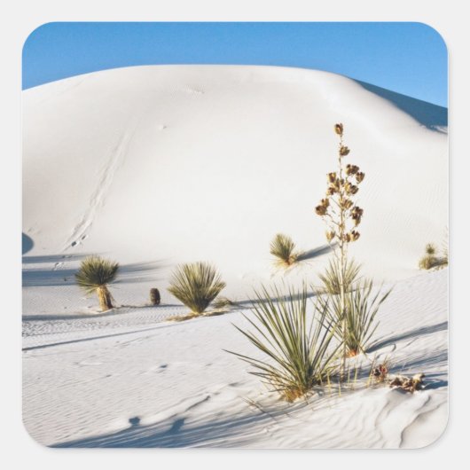Transverse Dünen und Soaptree Yucca Quadratischer Aufkleber (Vorderseite)