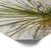 Transverse Dunes, Yucca, Schatten Poster (Ecke)