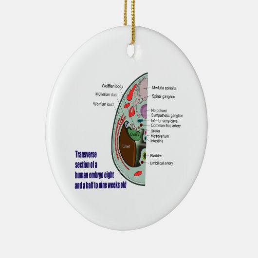 Transverse Sektion des menschlichen Embryos 9 Woch Keramik Ornament (Rechts)