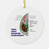 Transverse Sektion des menschlichen Embryos 9 Woch Keramik Ornament (Vorne)
