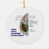 Transverse Sektion des menschlichen Embryos 9 Woch Keramik Ornament (Hinten)